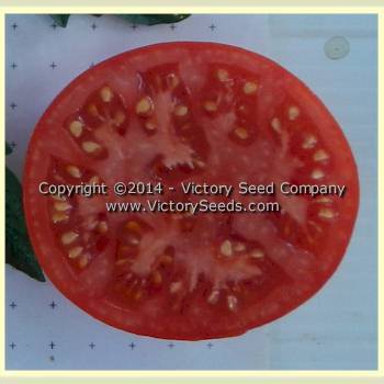 Livingston's Favorite Tomato