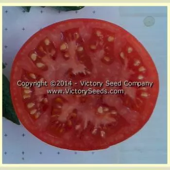 Livingston's Favorite Tomato