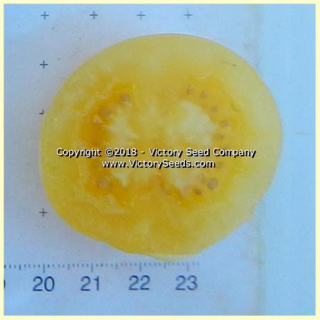 Dwarf Barossa Moon Tomato