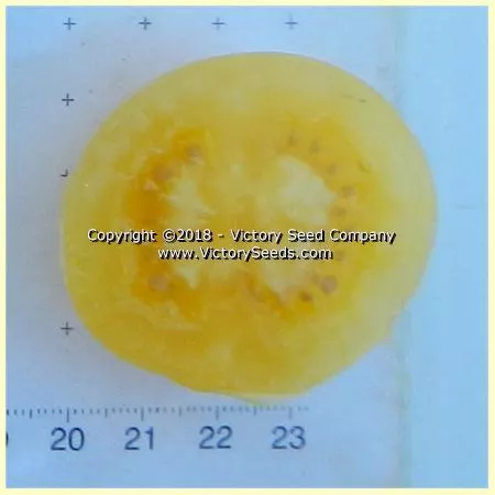 Dwarf Barossa Moon Tomato