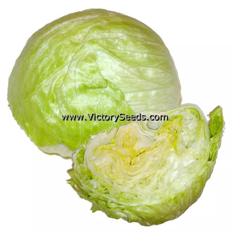 Iceberg Head Lettuce