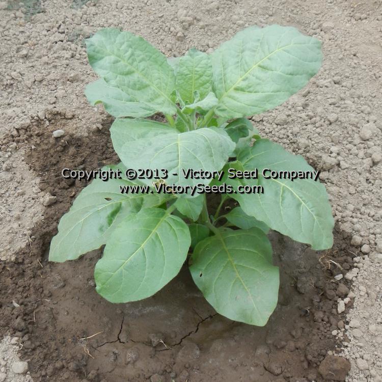 Isleta Pueblo Tobacco