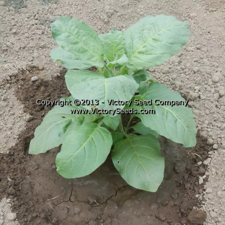 Isleta Pueblo Tobacco