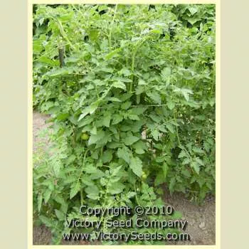 Crimson Cushion Tomato