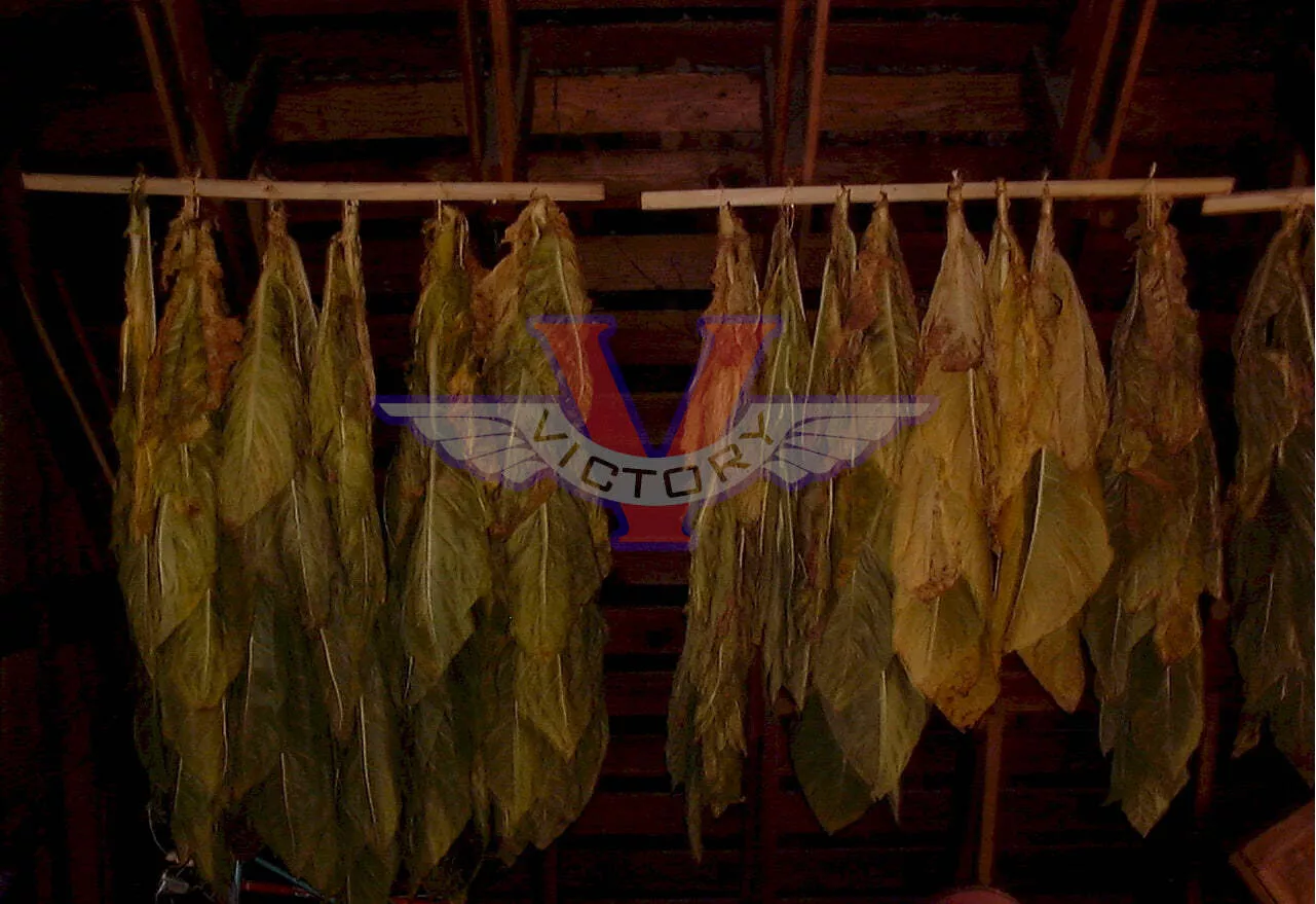 TN86 Burley Tobacco