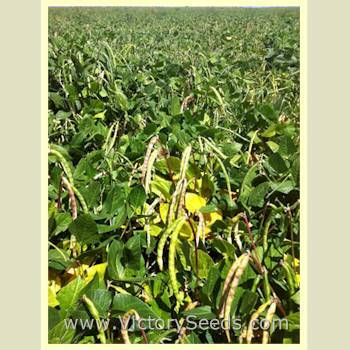 Big Boy Southern Pea