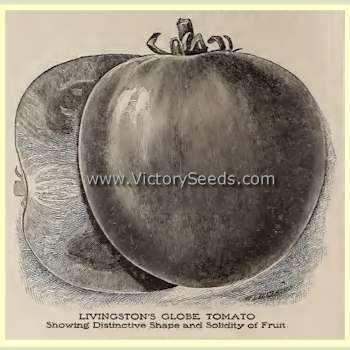 Livingston's Globe Tomato