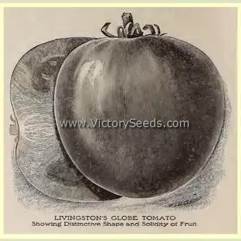 Livingston's Globe Tomato