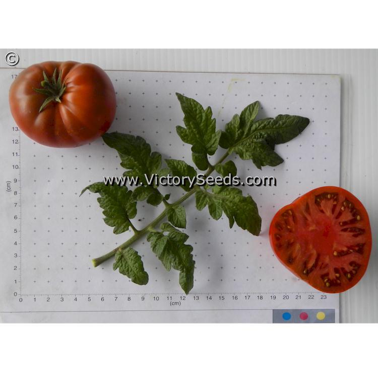 Chocolate Champion Tomato