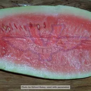 Kleckley's Sweet Watermelon