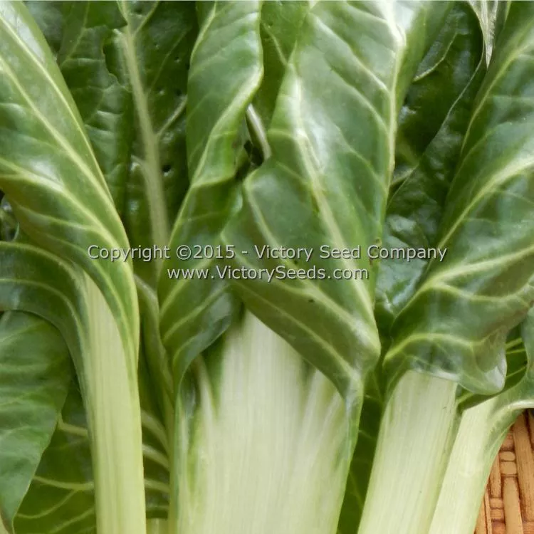 Barese Swiss Chard
