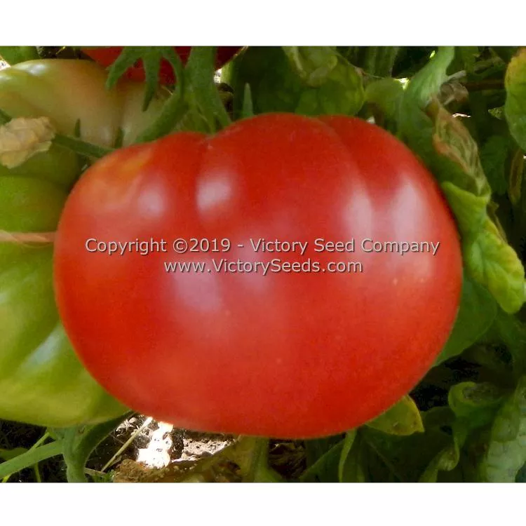 Dwarf Snakebite Tomato