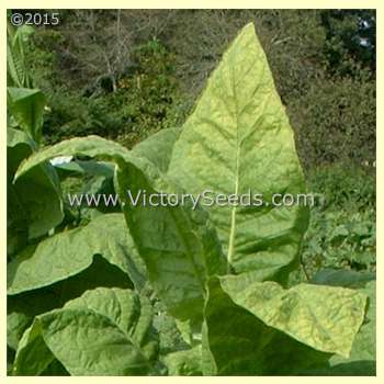 Dixie Shade Tobacco