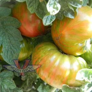 Dwarf Shimmering Beauty Tomato
