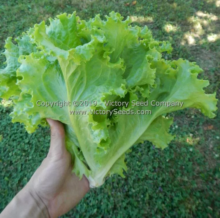 Waldmann's Green Leaf Lettuce