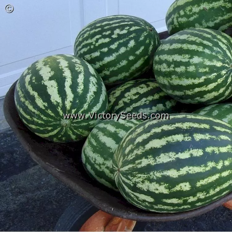 Crimson Sweet Watermelon