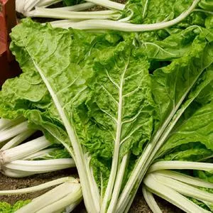 Lucullus Swiss Chard