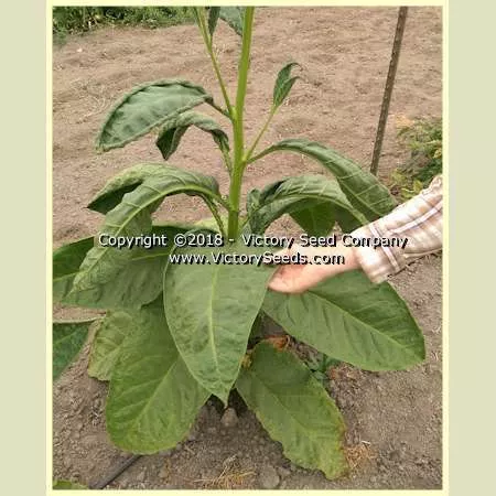 Xanthi Tobacco