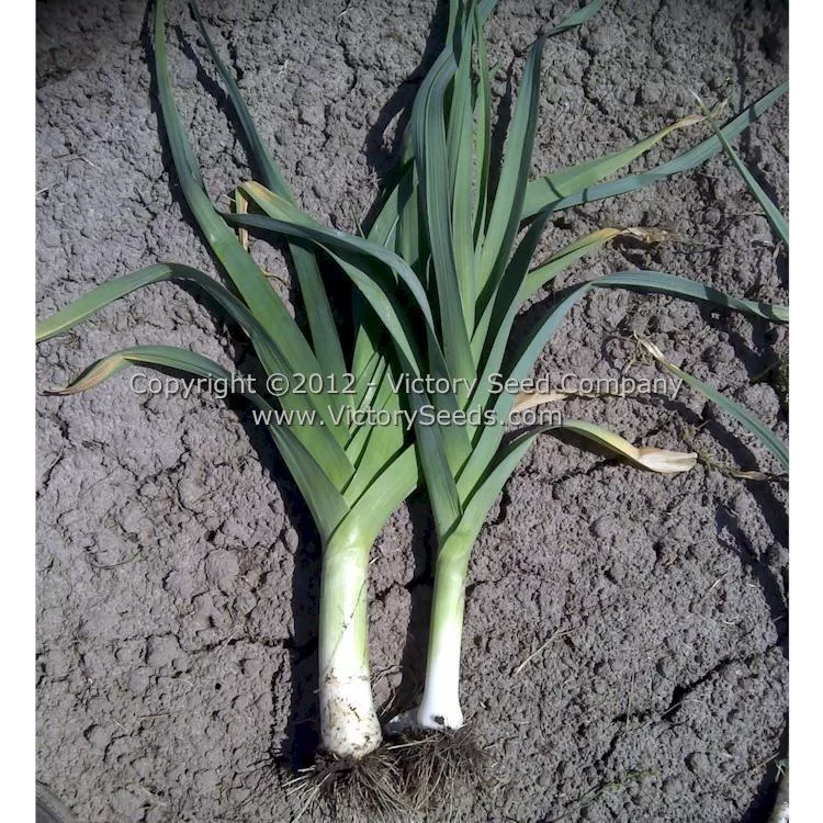 Carentan Leek