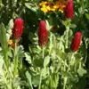 Crimson Clover