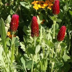 Crimson Clover