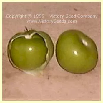 Toma Verde Tomatillo (Green Tomatillo)