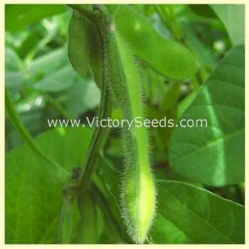 Crest Soybean