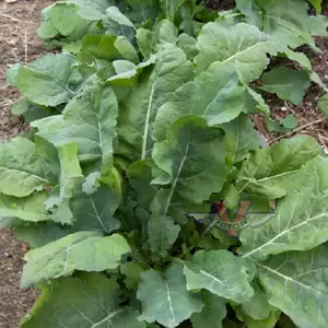 Georgia (Southern) Collards