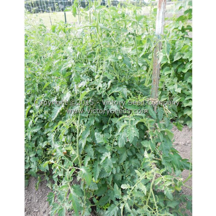 Schimmeig Stoo (Striped Cavern) Tomato
