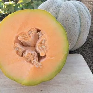 Iroquois Melon