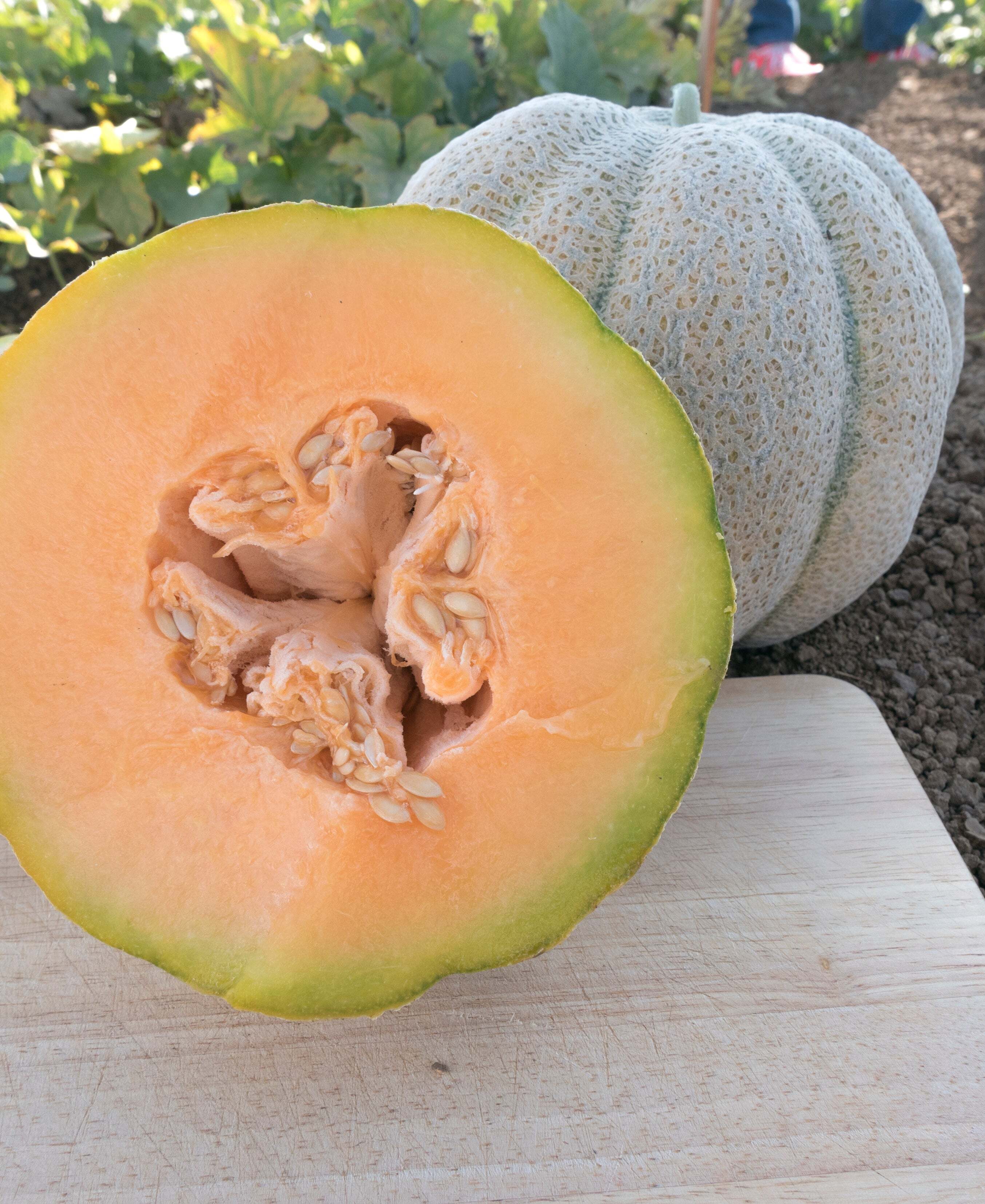 Iroquois Melon