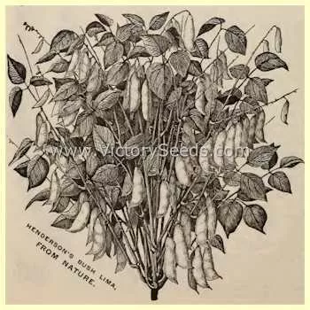 Henderson's Bush Lima Bean
