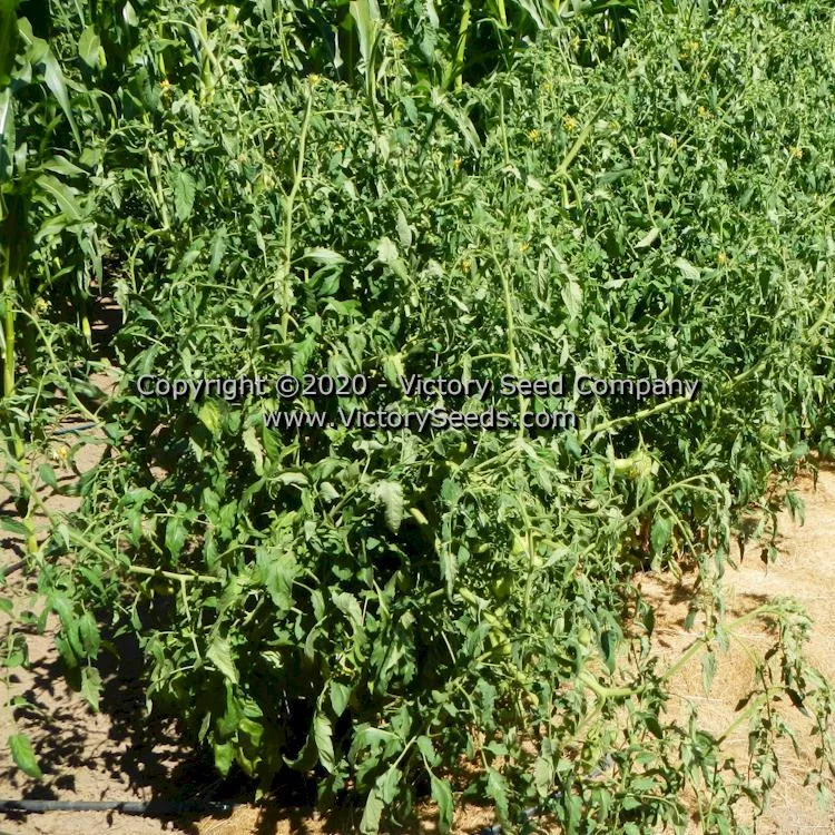 Antique Roman Tomato