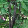 Purple Podded Pole Garden Bean