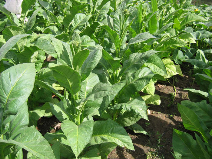 PYKY 171 Tobacco