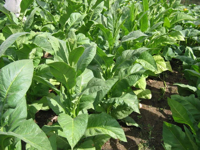 PYKY 171 Tobacco