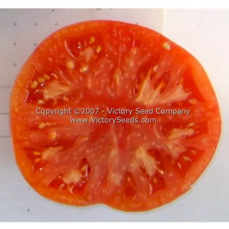 Ferris Wheel Tomato