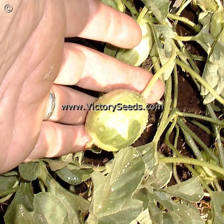 West Indian Gherkin Cucumber
