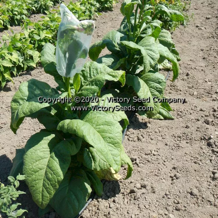 Black Mammoth Tobacco