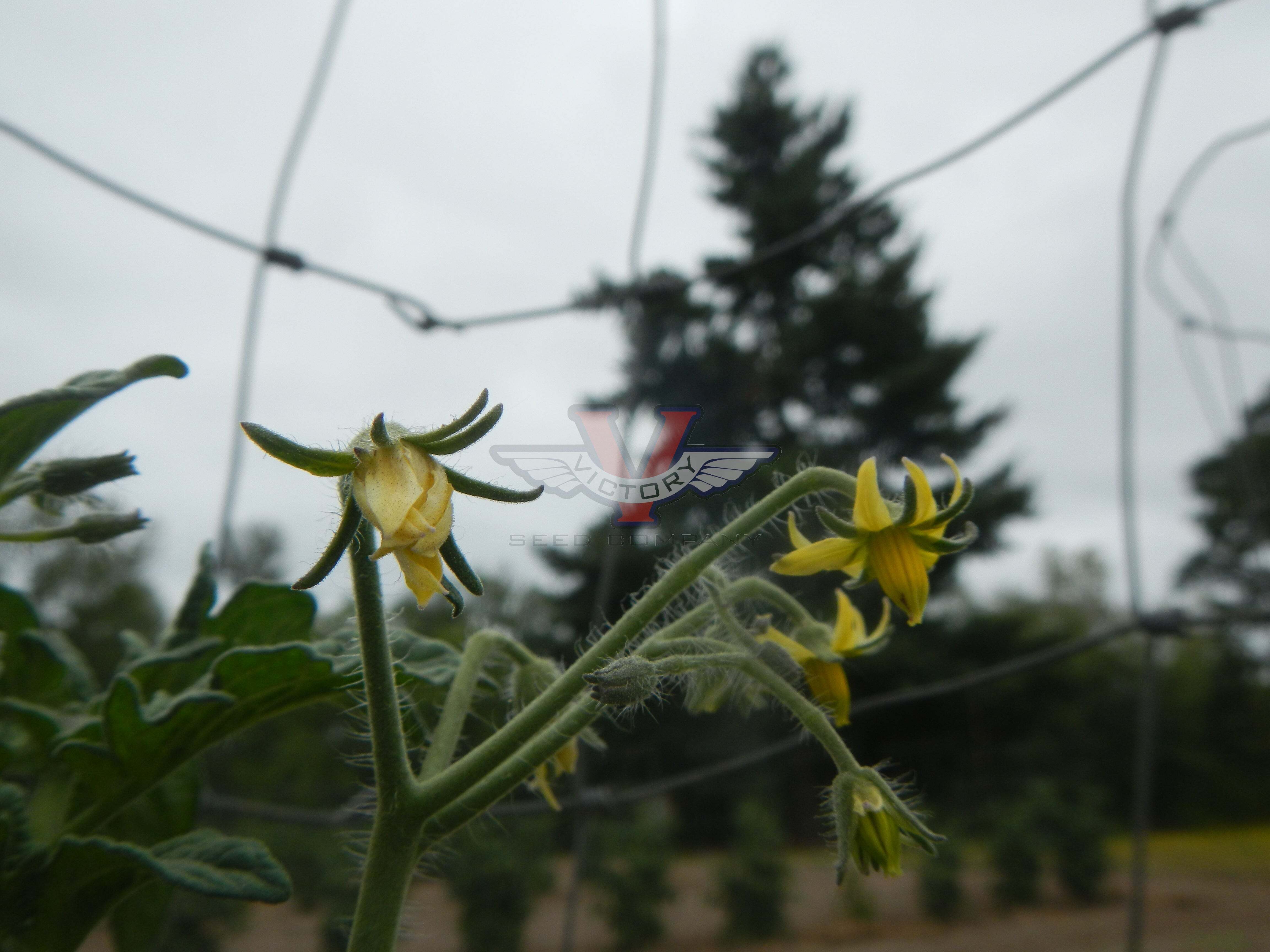 Dwarf Phyl's Ivory Beauty Tomato