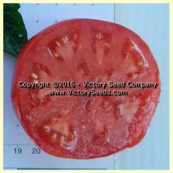 Trophy Tomato
