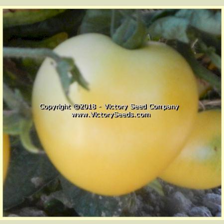 Dwarf Barossa Moon Tomato
