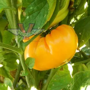 Potato Leaf Yellow Tomato