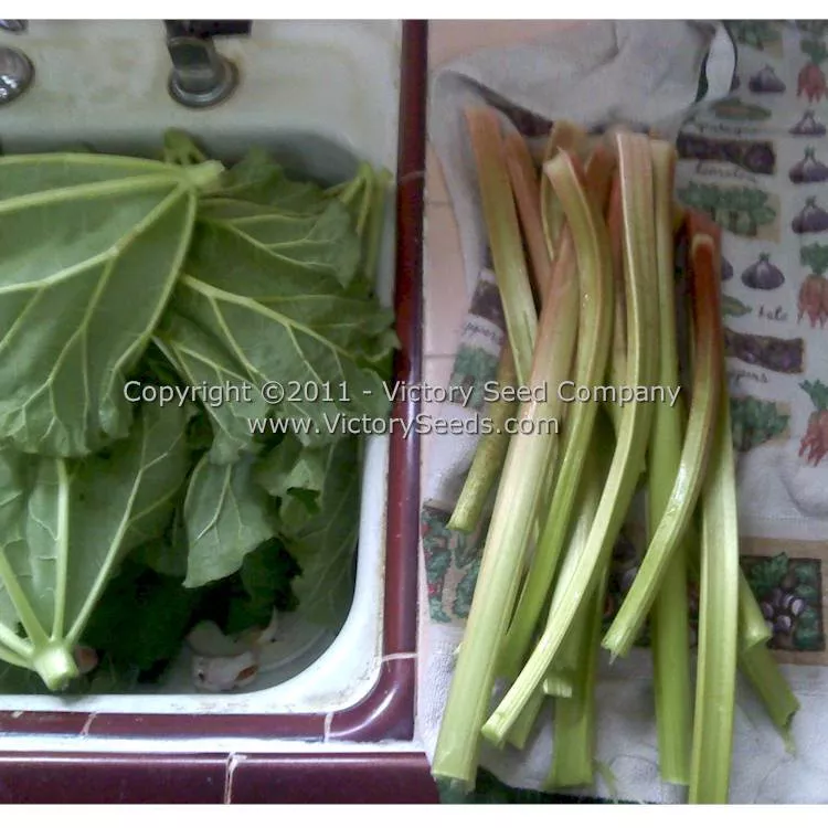 Victoria Rhubarb