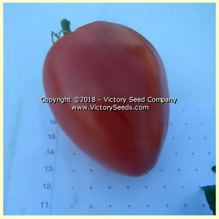 Dwarf Sneaky Sauce Tomato