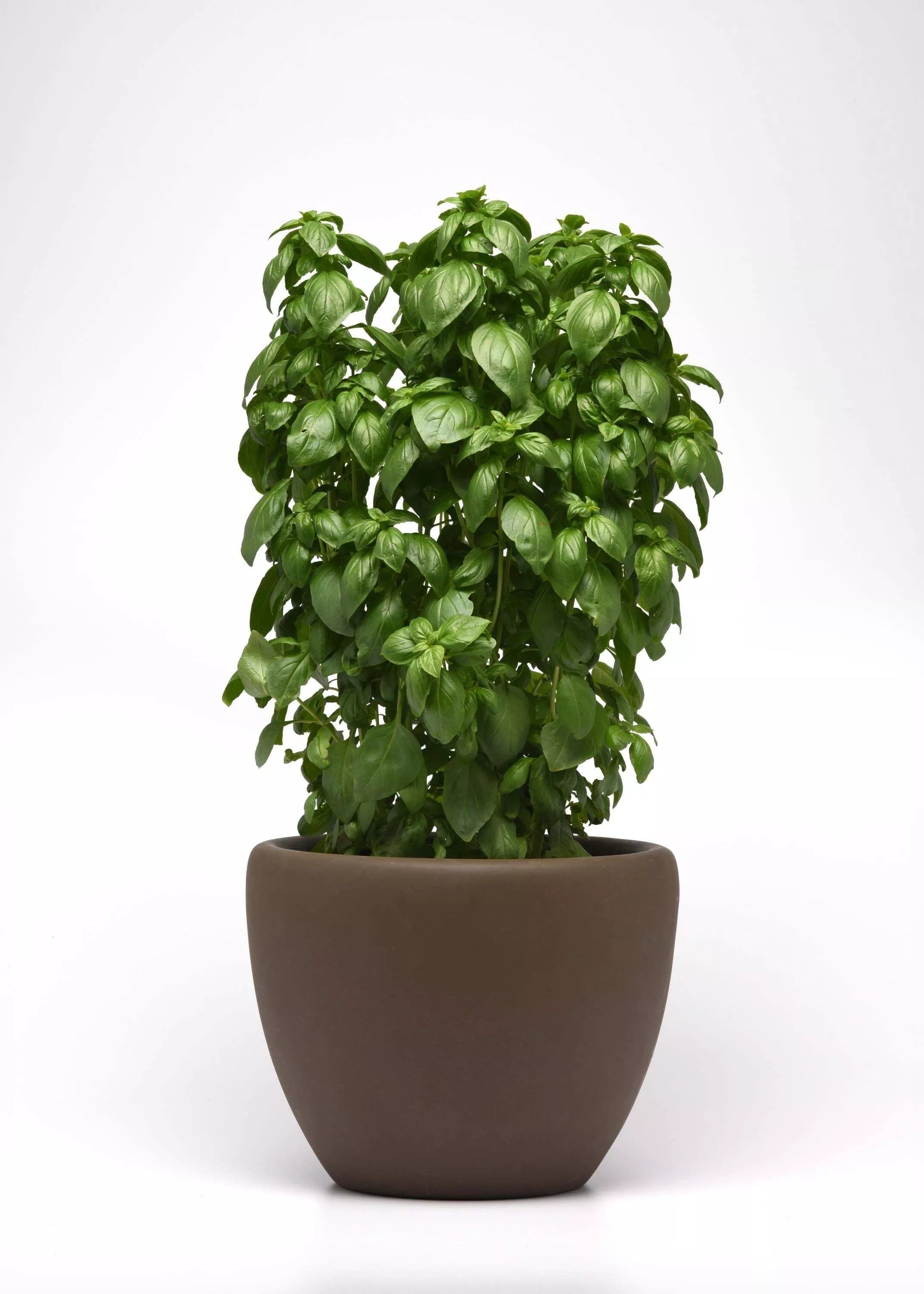 Basil, Everleaf Emerald Towers