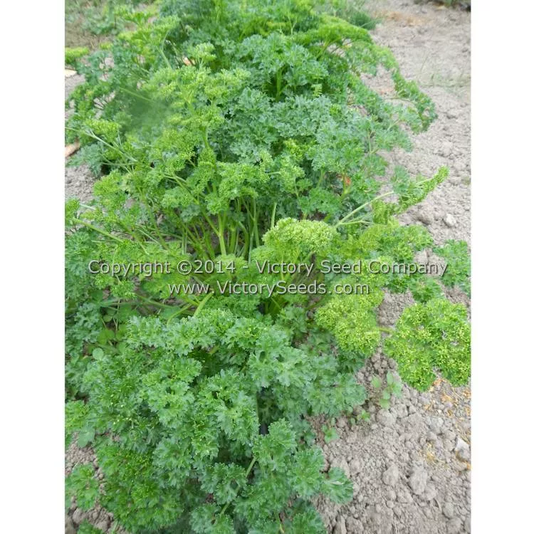 Evergreen Parsley