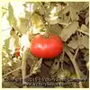 Burgess Mammoth Wonder Tomato