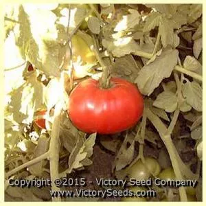 Burgess Mammoth Wonder Tomato