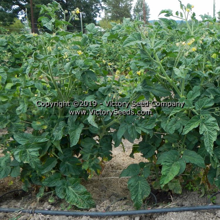 Dwarf CC McGee Tomato